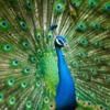 majesticpeacock